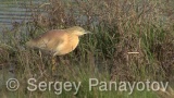 Video of Squacco Heron - Squacco Heron hunting fish in Shabla lake